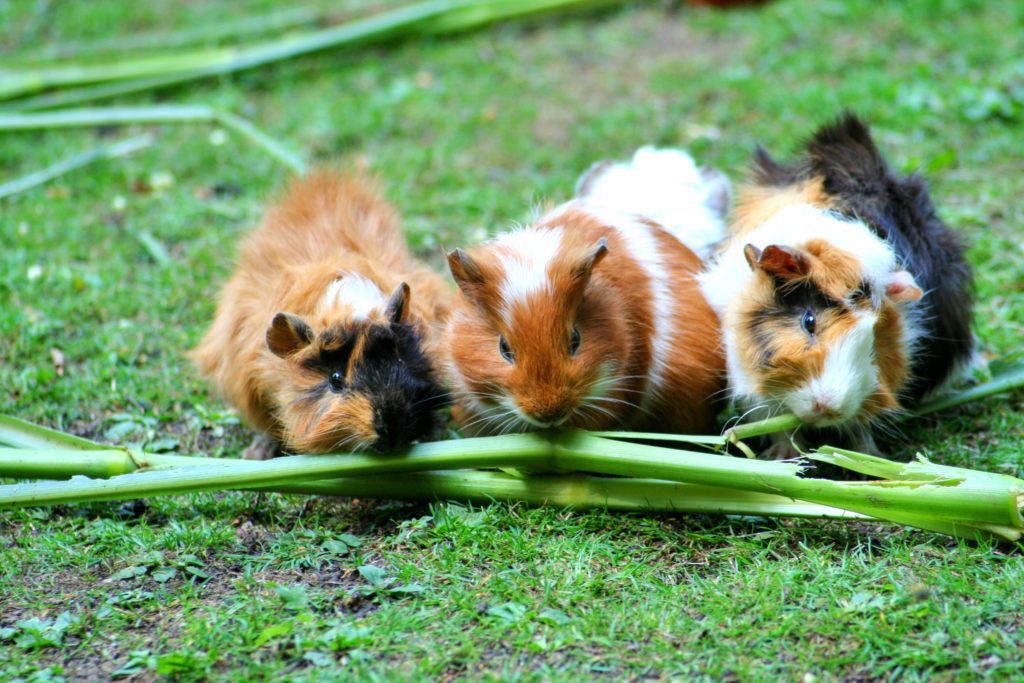 Guinea pigs munching on grass