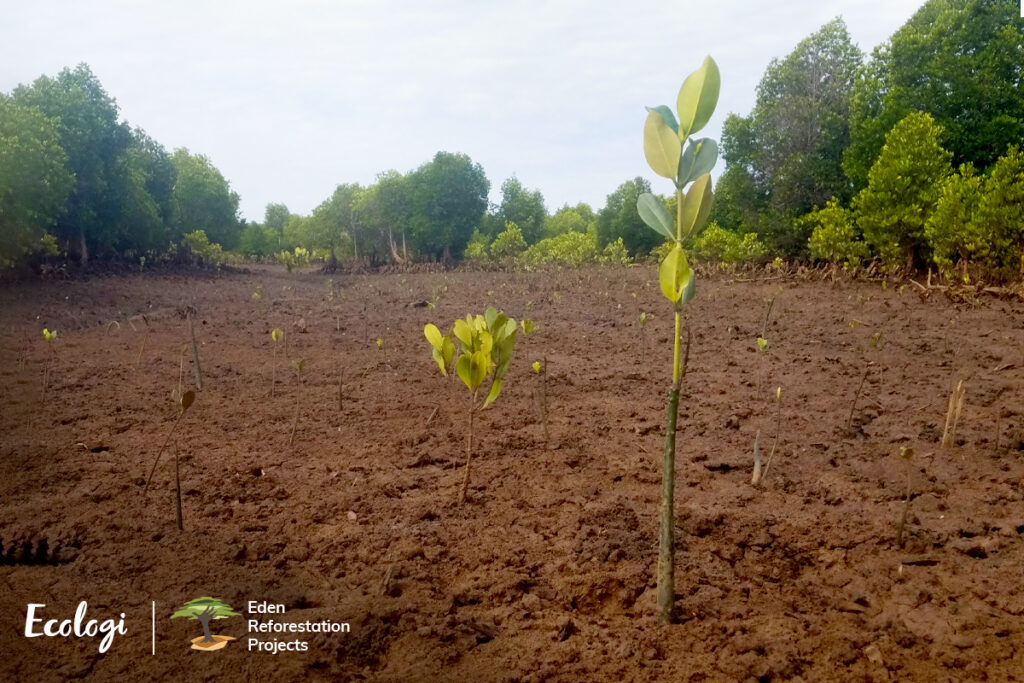 Ecologi rainforest reforestation project in Madagascar