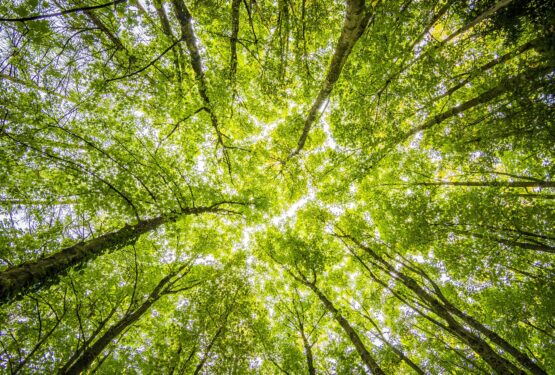 Tree canopy to signify carbon offsetting for the environment