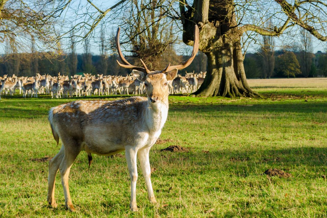 Picture of a deer in a field at Revesby Estate